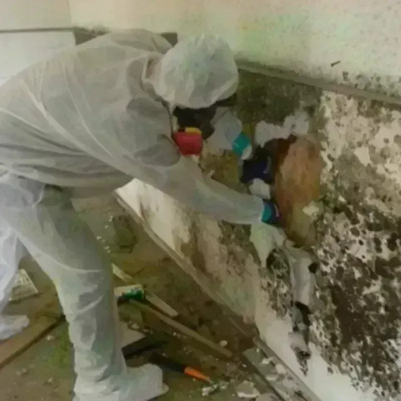 Mold Remediation and Removal in Union County, NM